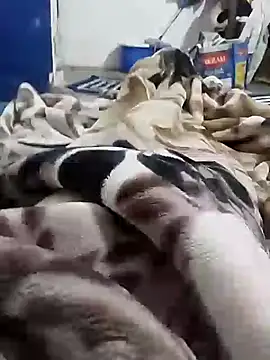 Playboy bhabhi 00 online show from 02-06-25, 05:25