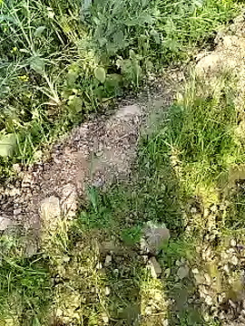 Snapshot of xmanrawan2 chatting on 02-17-25, 04:31 xmanrawan2 online show from 02-17-25, 04:31