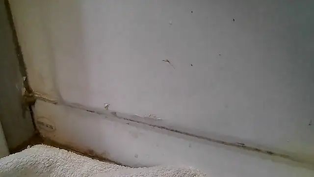 Snapshot of ShysluutGia chatting on 12-15-25, 11:47 ShysluutGia online show from 12-15-25, 11:47