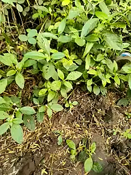 himvilohi08 online show from 10-20-25, 11:21