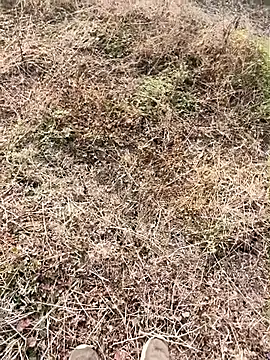 himvilohi08 online show from 01-09-26, 04:04