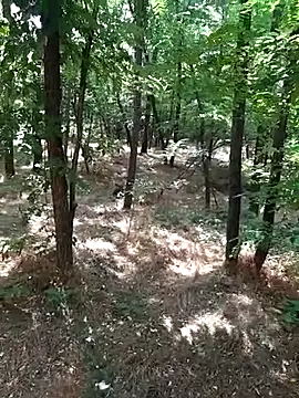 sile47 online show from 07-19-26, 10:52