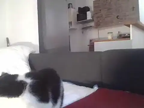 ThePython666 online show from 03-22-25, 07:25