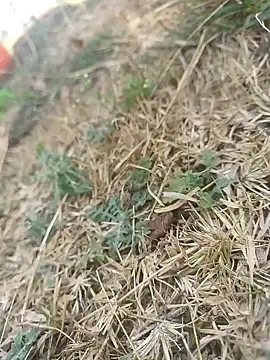 Snapshot of mkallu1995 chatting on 03-05-26, 06:09 mkallu1995 online show from 03-05-26, 06:09