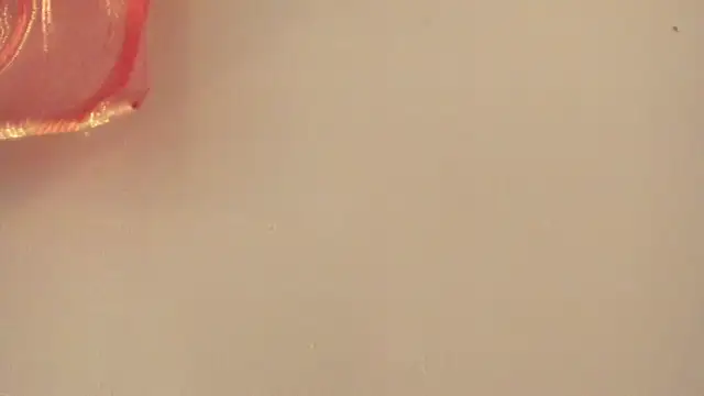 violet taylor  online show from 07-02-26, 02:22
