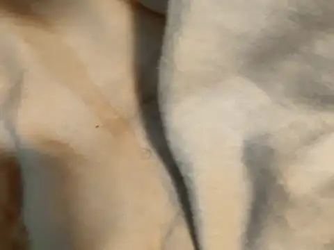 Pollagorda 34877 online show from 11-19-25, 12:38