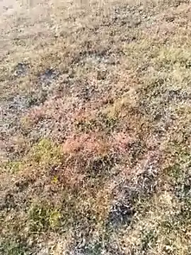 Snapshot of coocon2020 chatting on 11-16-25, 02:39 coocon2020 online show from 11-16-25, 02:39