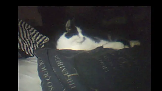 Snapshot of pietje1991 chatting on 01-08-26, 09:17 pietje1991 online show from 01-08-26, 09:17