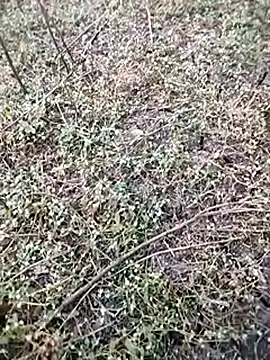 BlackhorseBBC online show from 12-05-25, 01:58