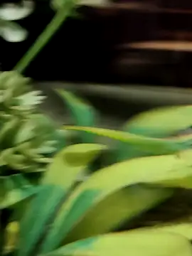 sana-5 online show from 04-30-26, 12:55