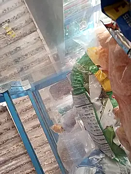 Lorenasex online show from 11-15-25, 12:02