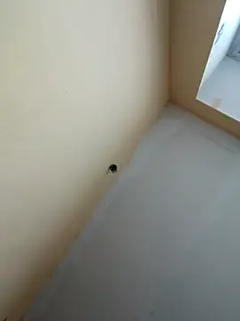 Snapshot of dream32222 chatting on 10-30-25, 12:39 dream32222 online show from 10-30-25, 12:39