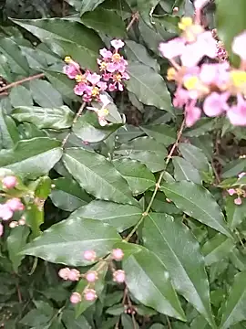 Thaohoa love online show from 09-09-25, 02:22