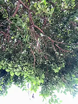 Snapshot of Boy_hot- chatting on 02-20-26, 08:09 Boy hot- online show from 02-20-26, 08:09