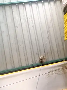 Snapshot of harinisree chatting on 10-31-25, 05:30 harinisree online show from 10-31-25, 05:30