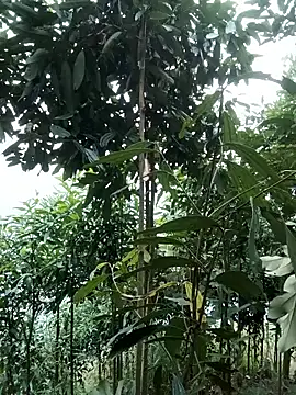 nat-tri online show from 01-14-26, 01:33