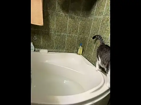 COBRAboySEXxh online show from 02-08-26, 08:51