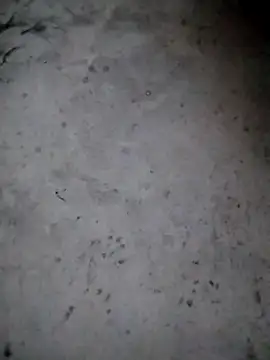 rickkis2k online show from 01-15-26, 09:40