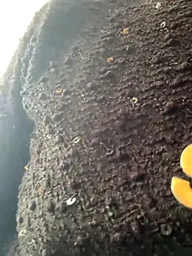 Snapshot of Emily-y chatting on 12-17-25, 03:12 Emily-y online show from 12-17-25, 03:12