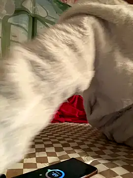 Snapshot of Yes-Baby-A chatting on 01-06-26, 09:07 Yes-Baby-A online show from 01-06-26, 09:07