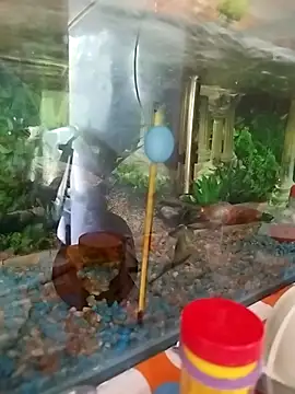 Snapshot of reynaafro93 chatting on 11-18-25, 03:05 reynaafro93 online show from 11-18-25, 03:05