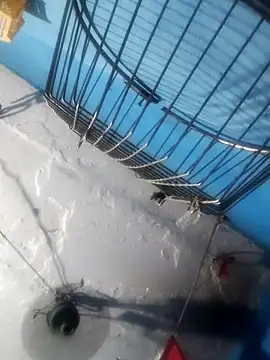 Akanksha soni online show from 04-13-26, 07:08