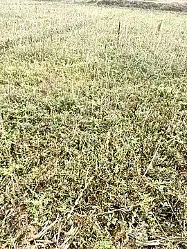 Snapshot of Sheela_Sex90 chatting on 04-06-26, 03:59 Sheela Sex90 online show from 04-06-26, 03:59