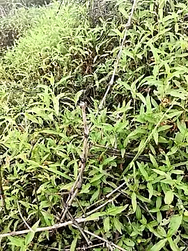 Snapshot of Sheela_Sex90 chatting on 04-16-26, 04:02 Sheela Sex90 online show from 04-16-26, 04:02