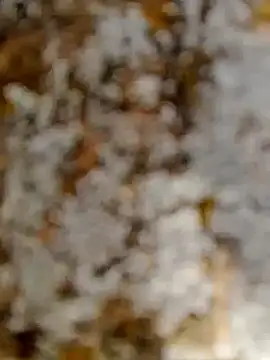 GanaderoMorboso online show from 02-15-26, 11:08