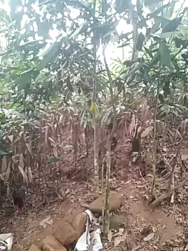 him220 online show from 04-21-26, 11:07