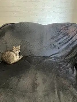 Snapshot of AlisRoxy chatting on 02-22-26, 06:13 AlisRoxy online show from 02-22-26, 06:13