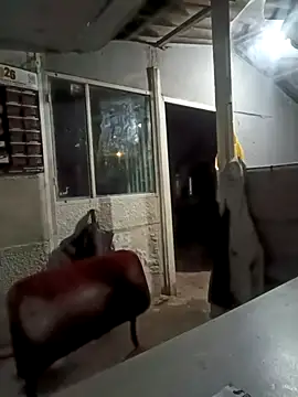 Snapshot of ISABELLA-24_ chatting on 03-11-26, 03:34 ISABELLA-24 online show from 03-11-26, 03:34