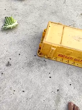 Snapshot of rubitrides11 chatting on 02-07-26, 11:25 rubitrides11 online show from 02-07-26, 11:25