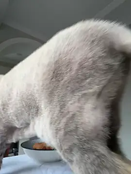 Tatar Vesna online show from 03-07-26, 08:44