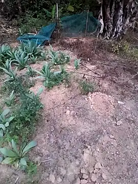 zanh99 online show from 04-08-26, 11:21