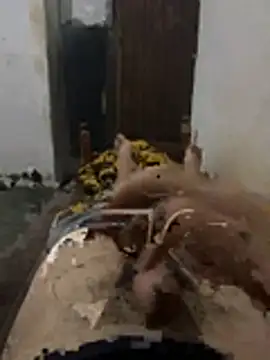 Snapshot of Polomoro23 chatting on 03-27-26, 07:35 Polomoro23 online show from 03-27-26, 07:35