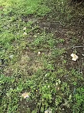 Snapshot of junedkhan99 chatting on 04-04-26, 05:27 junedkhan99 online show from 04-04-26, 05:27