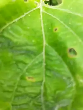 babyandbha online show from 05-02-26, 12:21