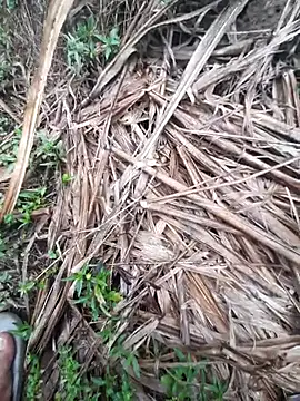 volcanojatt00 online show from 04-29-26, 03:43