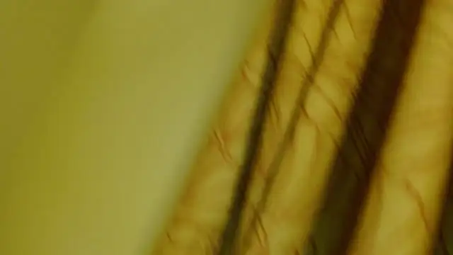 digbicku online show from 10-12-25, 05:17