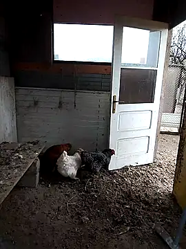 Snapshot of sarpe4 chatting on 11-22-25, 07:29 sarpe4 online show from 11-22-25, 07:29