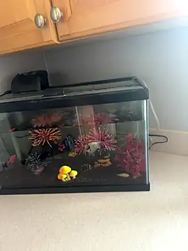 Snapshot of lovely_beast chatting on 12-16-25, 06:13 lovely beast online show from 12-16-25, 06:13