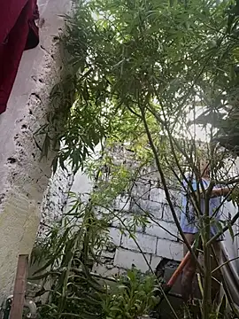 Alicbranca online show from 03-12-26, 11:05