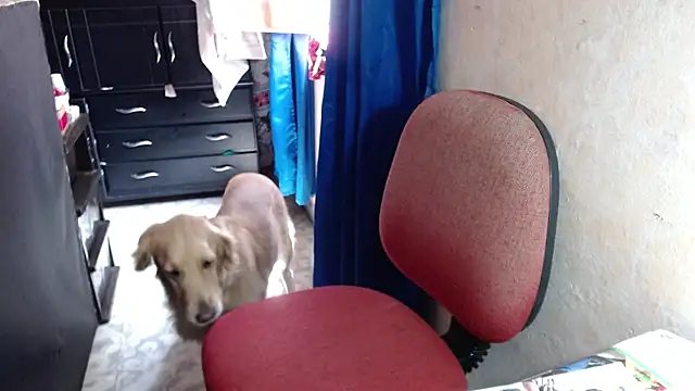 Snapshot of Barbiegomez chatting on 10-14-25, 04:41 Barbiegomez online show from 10-14-25, 04:41