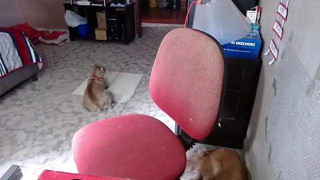 Snapshot of Barbiegomez chatting on 03-24-26, 06:02 Barbiegomez online show from 03-24-26, 06:02