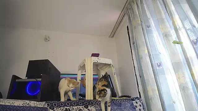 Snapshot of eolicasex chatting on 02-04-25, 03:26 eolicasex online show from 02-04-25, 03:26