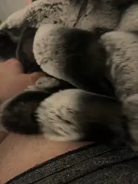 Furdale online show from 12-02-24, 04:20