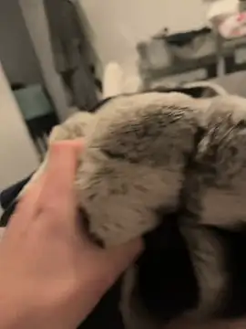 Furdale online show from 12-16-24, 05:11