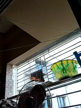 Snapshot of sanjib-1234 chatting on 09-19-25, 04:14 sanjib-1234 online show from 09-19-25, 04:14