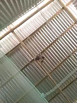 Snapshot of Gautambaro chatting on 02-13-26, 07:37 Gautambaro online show from 02-13-26, 07:37